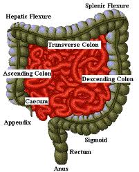 Colon Hydrotherapy